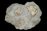 Two Fossil Crinoids (Aorocrinus & Eretmocrinus) - Gilmore City, Iowa #148683-2